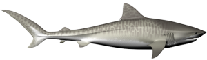 Shark PNG-18834